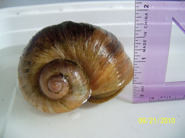 snail several hours after lancing bubble.JPG