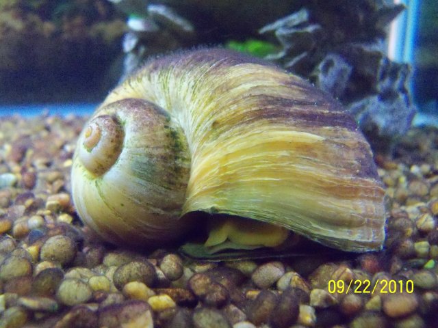 snail 1 day after lancing 2.JPG