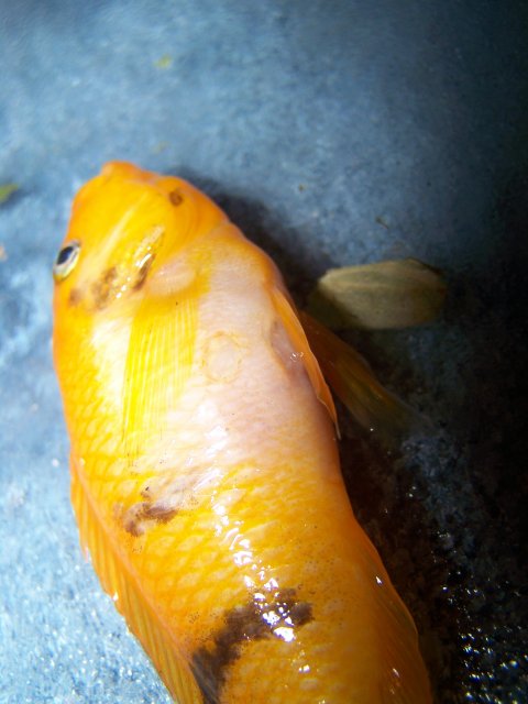 100_4528.JPG