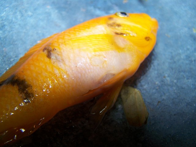 100_4529.JPG