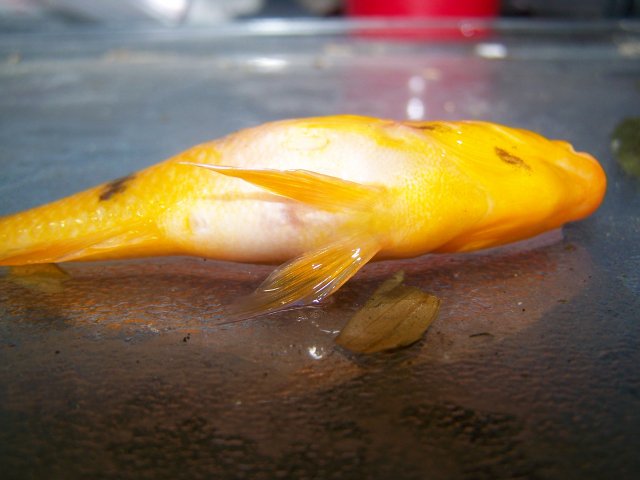 100_4530.JPG