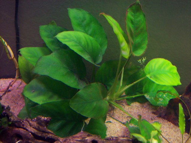 100_2209.JPG