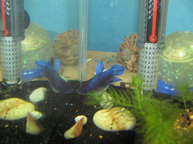 King Betta 1.JPG King Betta 1.JPG