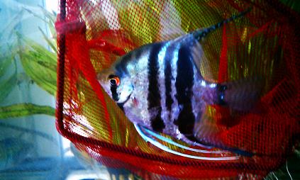 angelfish.jpg