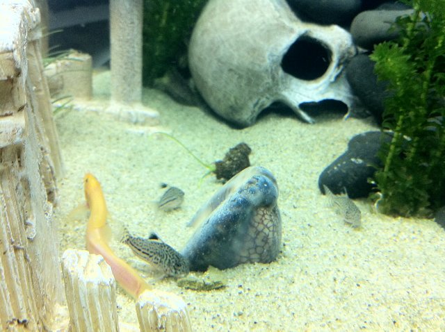 IMG_0353.JPG IMG_0353.JPG