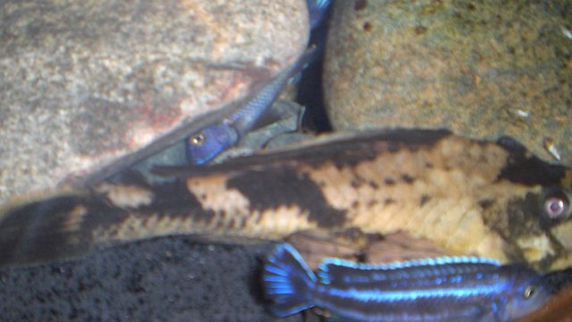 pleco2.jpg