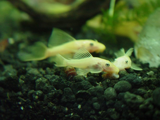 DSC07434.JPG