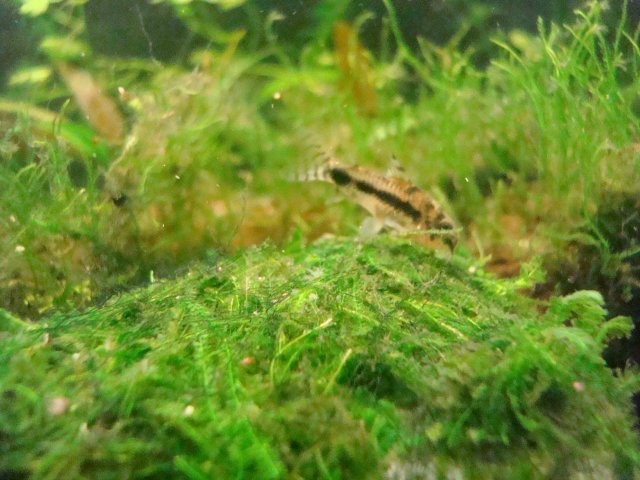 04-14-10 dump 035.jpg