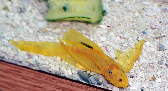 Pleco100 (1).jpg