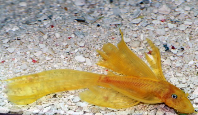 Pleco100.jpg