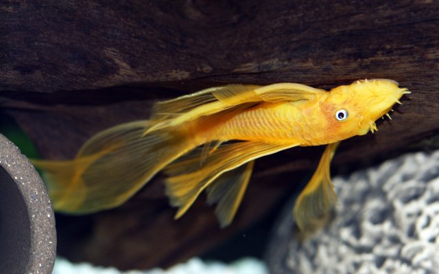 Pleco100 (7).jpg