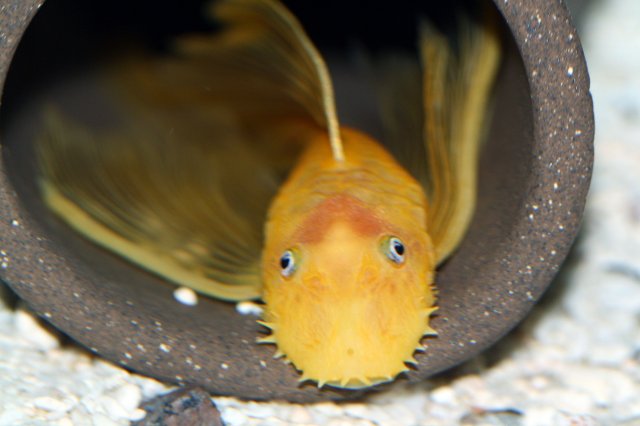 Pleco100 (10).jpg