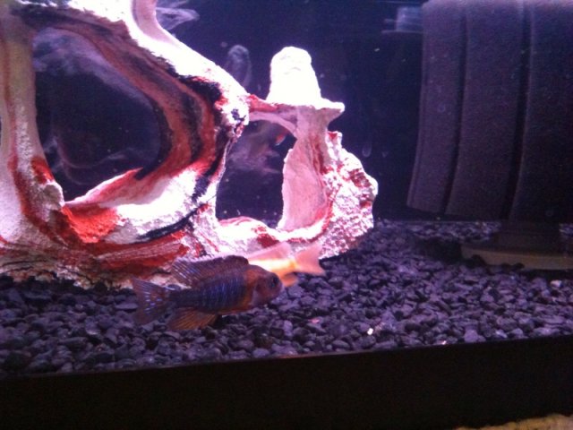 peacockcichlids13.jpg
