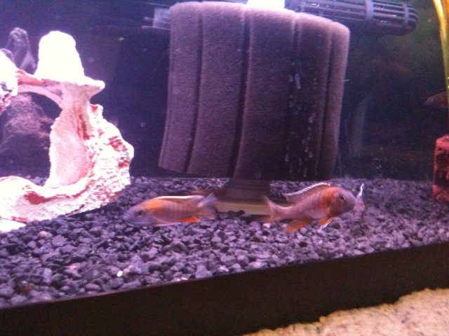 peacockcichlids5.jpg