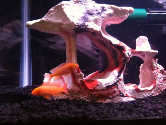 peacockcichlids10.jpg