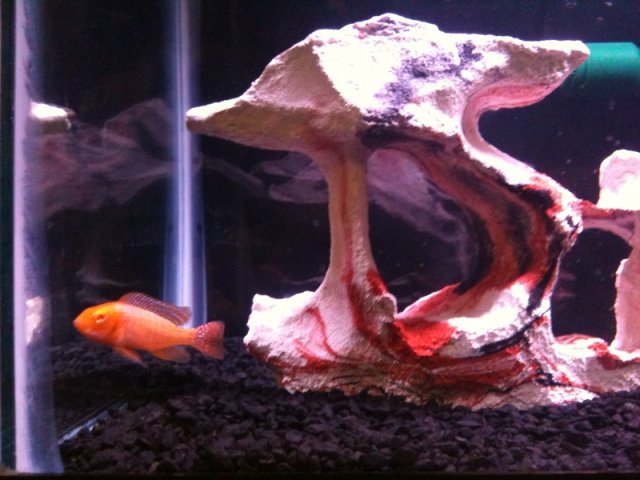 peacockcichlids12.jpg