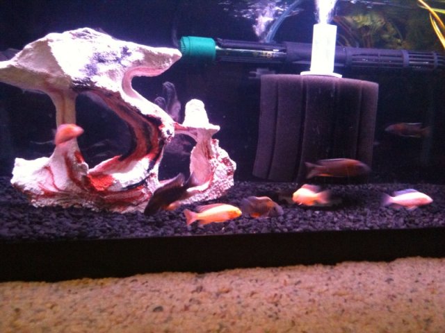peacockcichlids4.jpg