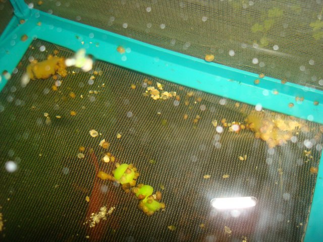 100310 dump 004.jpg