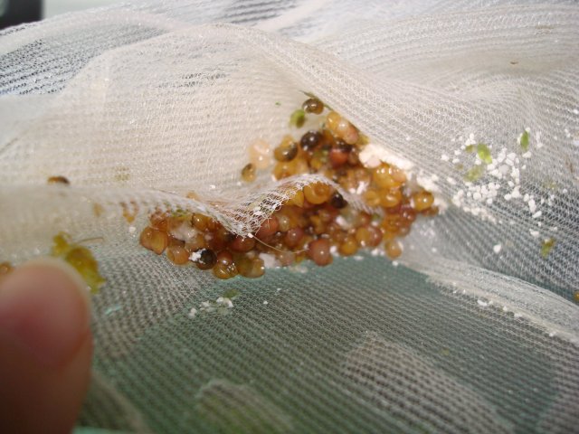 100310 dump 019.jpg