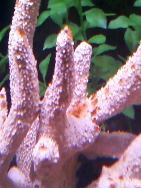 diatomsII.jpg