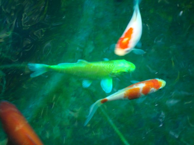 DSC09025.JPG