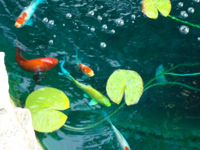 DSC09016.JPG