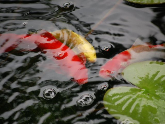 CSC_0047.JPG