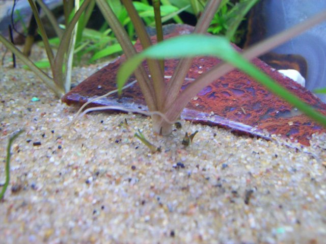 100_2313.JPG