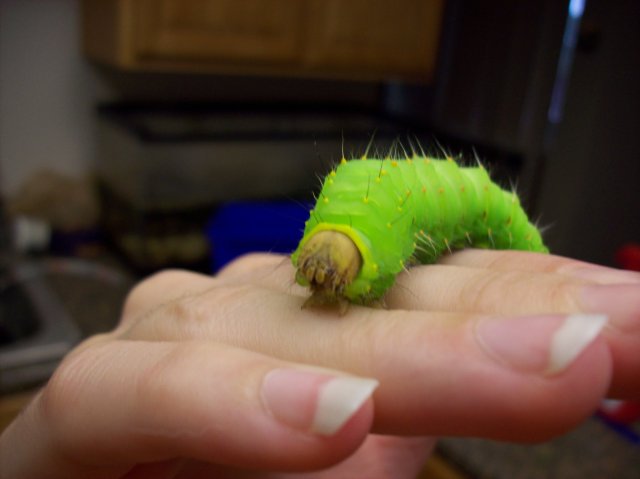 100_2277.JPG
