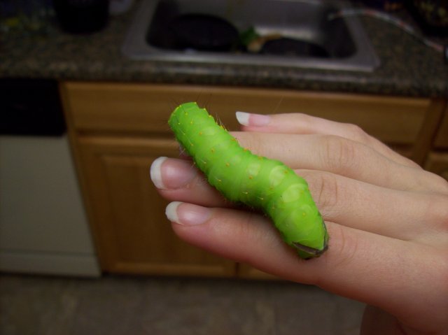 100_2281.JPG
