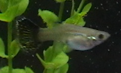 peacock1.JPG peacock1.JPG