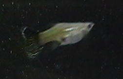 peacock3.JPG peacock3.JPG