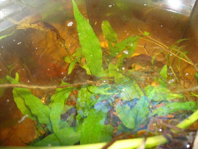 100310 dump 083.jpg