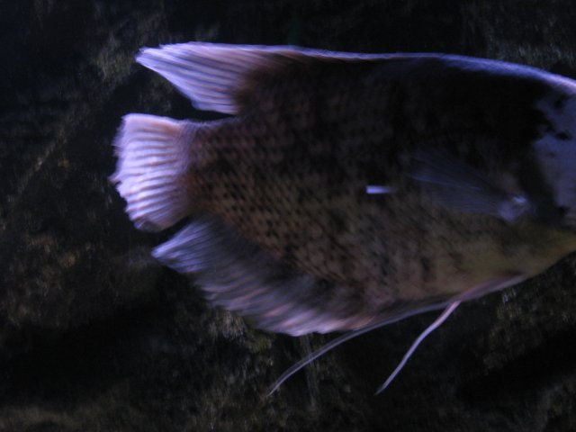 update....cornelius 003.jpg
