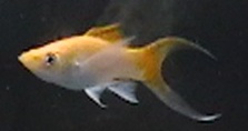 creamsicle1.JPG
