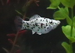 perdita1.JPG