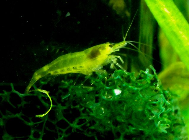 electric yellow.JPG