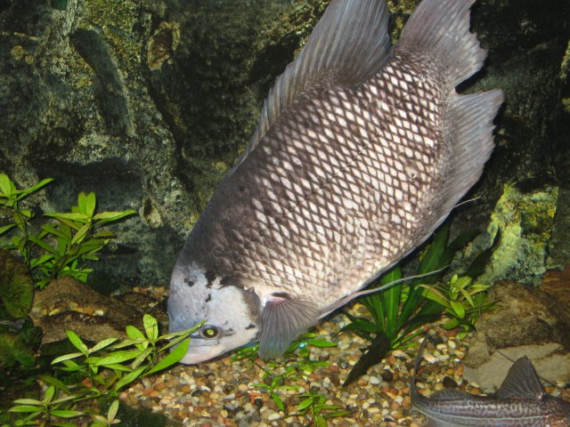 update....cornelius 007.jpg