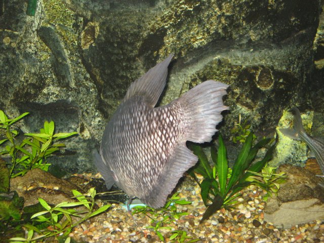 update....cornelius 008.jpg