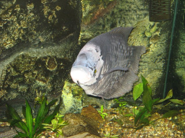 update....cornelius 012.jpg