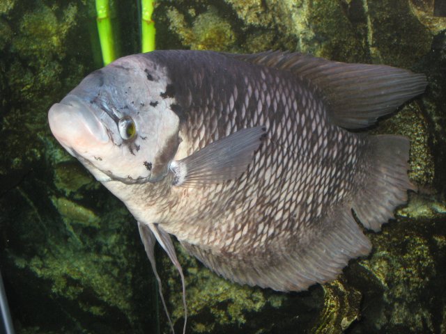 update....cornelius 018.jpg