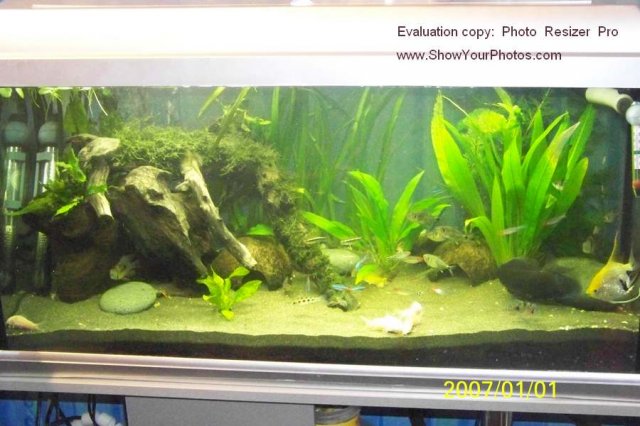 What Kind Of Substrate For A Community Tank Aquariacentral 2 X Pics 1 With Sand And Gravel