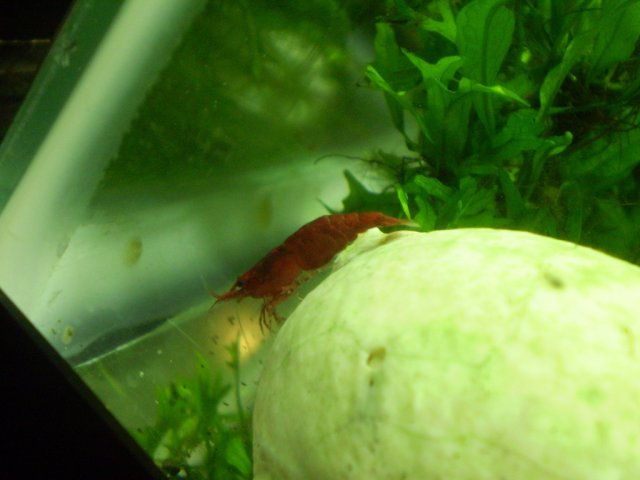shrimp1.JPG