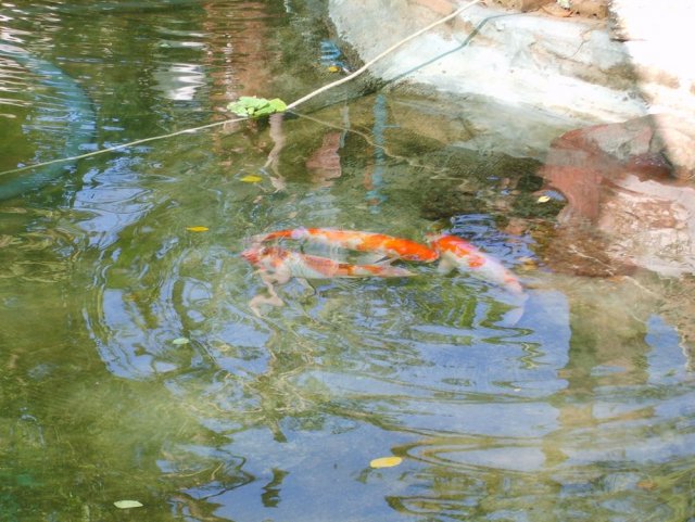 0000d5a8.jpg