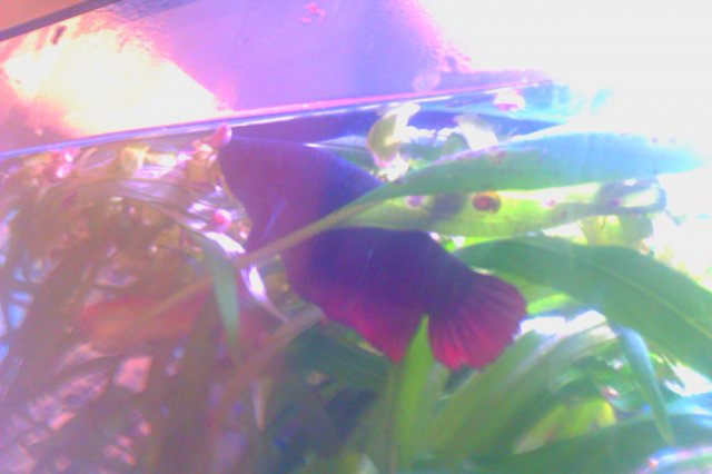 IMAG0108.jpg