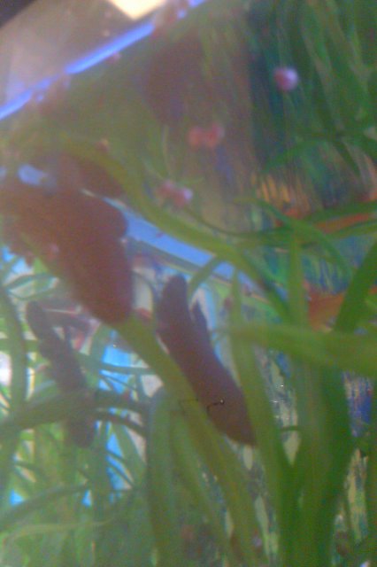 IMAG0106.jpg