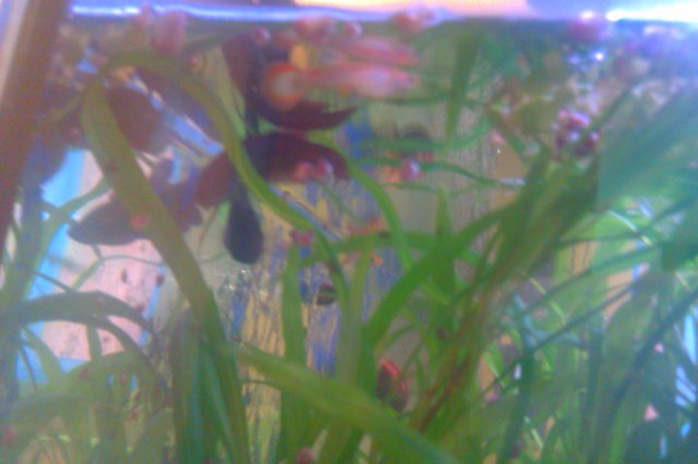 IMAG0103.jpg
