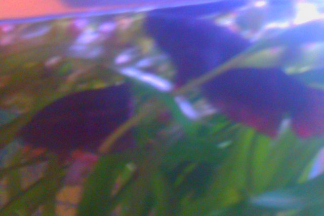 IMAG0101.jpg