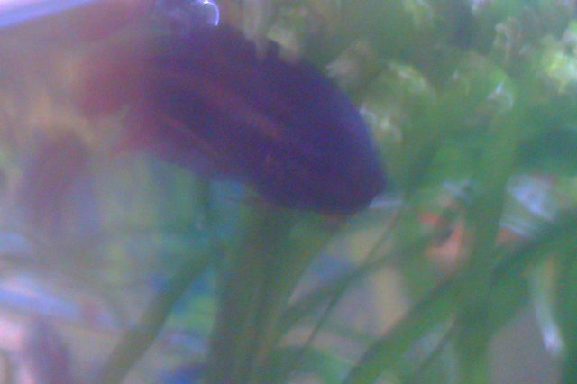IMAG0100.jpg