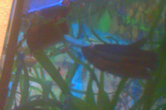 IMAG0099.jpg